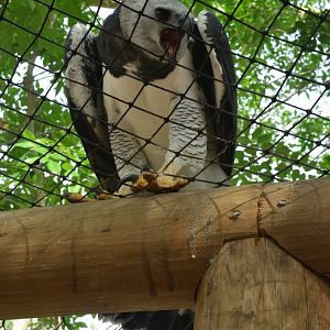 Harpy eagle (Harpia harpyja)
