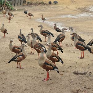 Group of Orinoco geese (Neochen jubata)