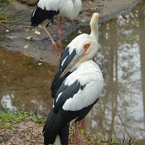 Maguari stork (Ciconia maguari)