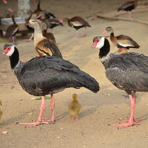 Northern screamer with chicks (Chauna chavaria)
