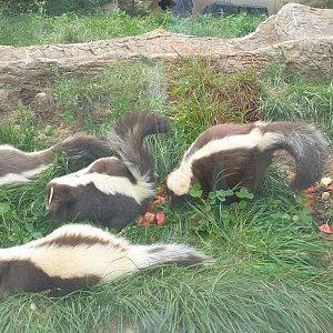 Striped Skunk