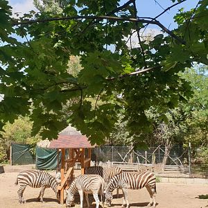 Plain Zebra (Equus quagga boehmi)
