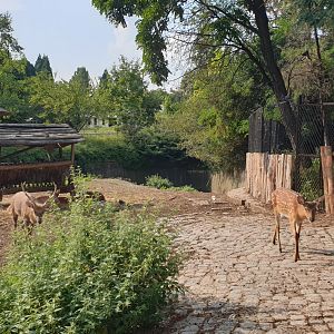 Vietnamese sika deer