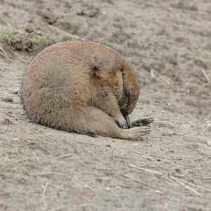 Black-tailed prairie dog