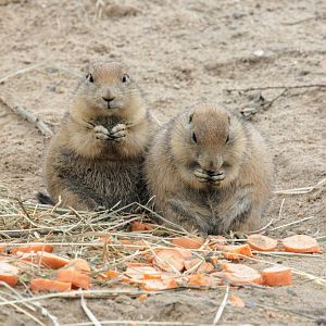 Black-tailed prairie dog