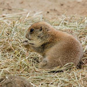 Black-tailed prairie dog