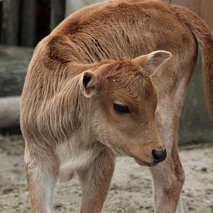 Dwarf zebu