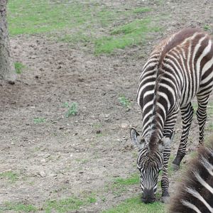 Grant's zebra