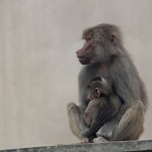 Hamadryas baboon