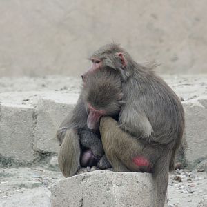 Hamadryas baboon