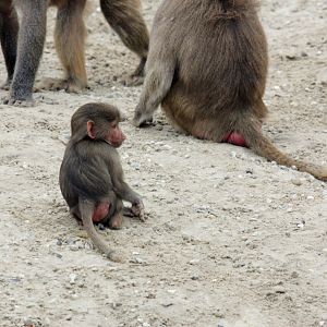 Hamadryas baboon