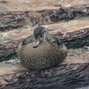 Wood duck