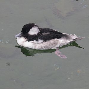 Bufflehead