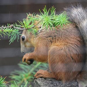 Siberian red squirrel