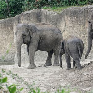 Asian elephant