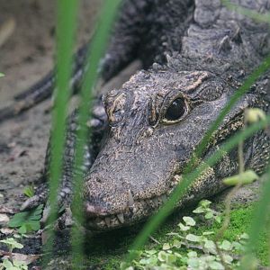 Dwarf crocodile