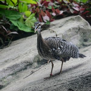 Sunbittern