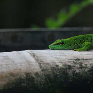 Phelsuma madagascariensis