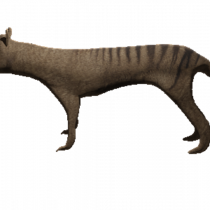 Thylacine 2.0