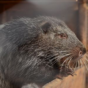 Pacarana (Dynomys branickii)