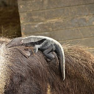 Baby giant anteater (Myrmecophaga tridactyla)
