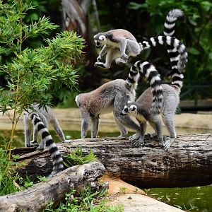 Ring-tailed lemur family (Lemur catta)