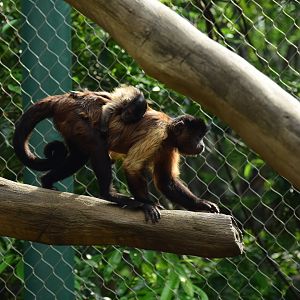 Tufted capuchin with baby (Sapajus apella)