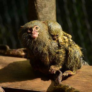 Pygmy marmoset with baby (Cebuella pygmaea)