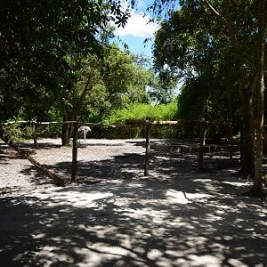 Ostrich exhibit
