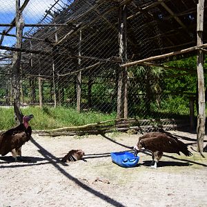 Lappet-faced vultures (Torgos tracheliotos)