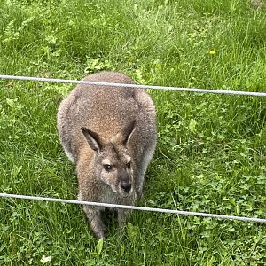 Australia & Oceania- Bennett’s/red necked wallaby