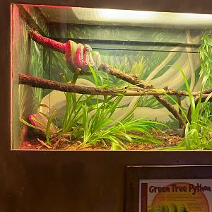 Australia & Oceania- green tree python terrarium