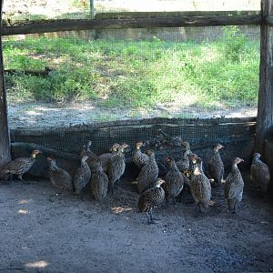 Francolins (Pternistis sp.)