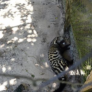 African civet (Civettictis civetta)