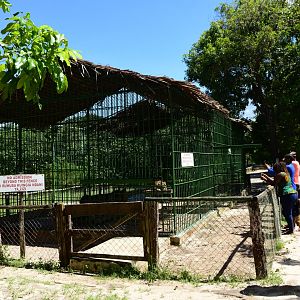 Lion enclosure