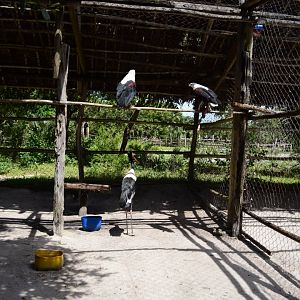 saddle-billed stork (Ephippiorhynchus senegalensis) & African fish eagle (Haliaeetus vocifer)