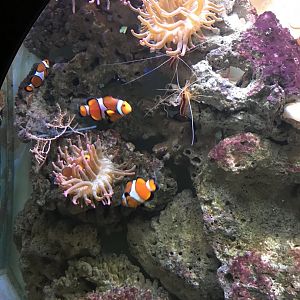 One of Universeum's Reef Tanks