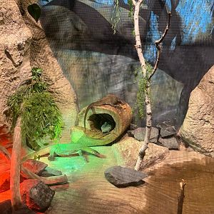 Australia & Oceania- Mertens water monitor exhibit