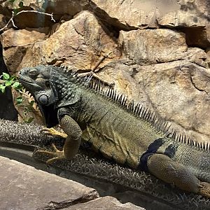 Australia & Oceania- green iguana