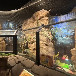 Australia & Oceania- kookaburra & green iguana exhibit