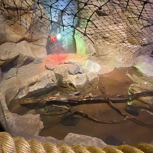 Australia & Oceania- golden coin turtle exhibit