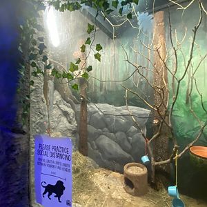 Australia & Oceania- budgerigar & brush-tailed bettong exhibit