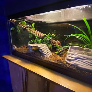 Australia & Oceania- Whites tree frog terrarium