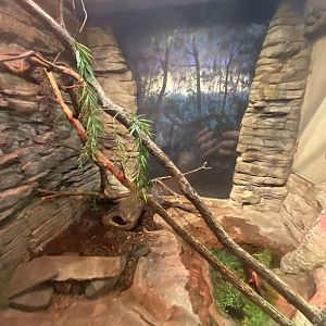 Australia & Oceania- Solomon island skink & spiny turtle exhibit