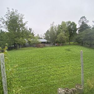 Australia & Oceania- left half of red kangaroo & Bennetts wallaby exhibit