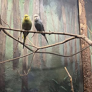 Australia & Oceania- budgerigars