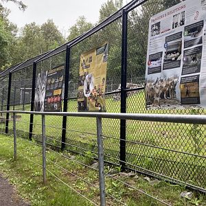 Bear country- new informational graphics on grey wolf exhibit