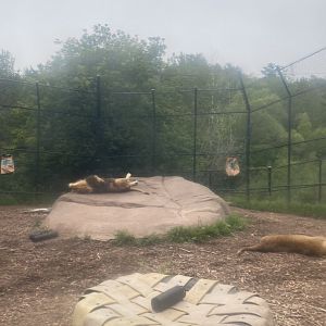 African lion exhibit