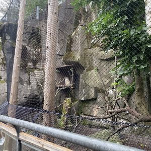 Bear country- new great horned owl & North American porcupine exhibit