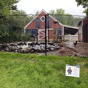 Barnyard- game chicken/Plymouth Rock chicken/Peking duck exhibit